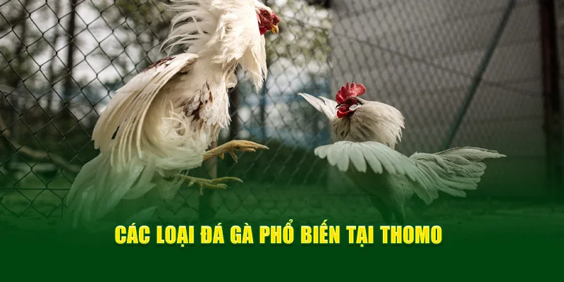Các loại phổ biến tại trực tiếp đá gà Thomo Các loại phổ biến tại trực tiếp đá gà Thomo