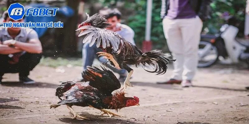 Tìm hiểu các quy tắc ghép gà trong trận đấu Tìm hiểu các quy tắc ghép gà trong trận đấu