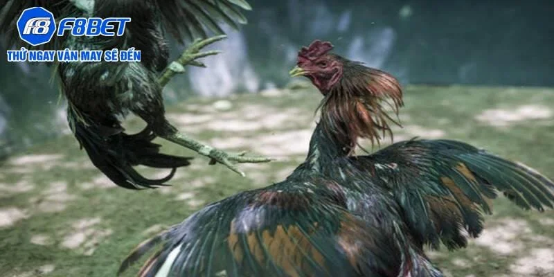 Giới thiệu hình thức đá gà Campuchia cựa sắt Giới thiệu hình thức đá gà Campuchia cựa sắt