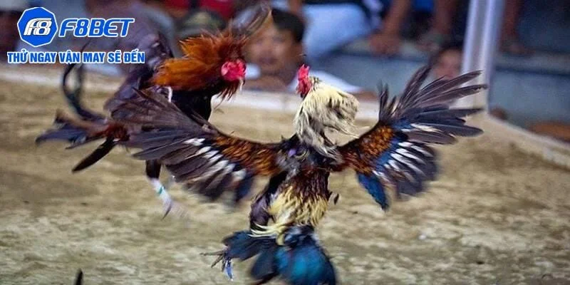 Điểm đặc biệt của đá gà cựa sắt tại Campuchia Điểm đặc biệt của đá gà cựa sắt tại Campuchia