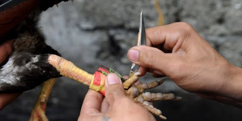 Đá gà cựa dao là hình thức giải trí độc đáo Đá gà cựa dao là hình thức giải trí độc đáo