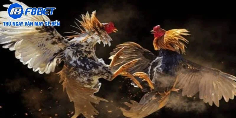 Theo dõi đá gà cựa sắt - Những trận đấu hấp dẫn cùng chiến kê bất bại Theo dõi đá gà cựa sắt - Những trận đấu hấp dẫn cùng chiến kê bất bại