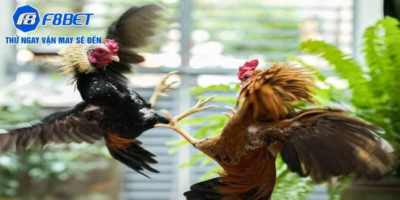 Đá gà cựa sắt cung cấp nhiều trận đấu trong ngày Đá gà cựa sắt cung cấp nhiều trận đấu trong ngày