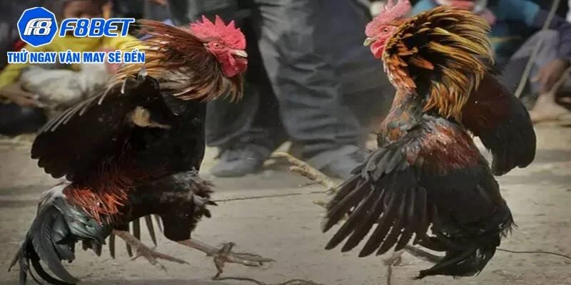 Theo dõi đá gà cựa sắt - Những trận đấu hấp dẫn cùng chiến kê bất bại Theo dõi đá gà cựa sắt - Những trận đấu hấp dẫn cùng chiến kê bất bại