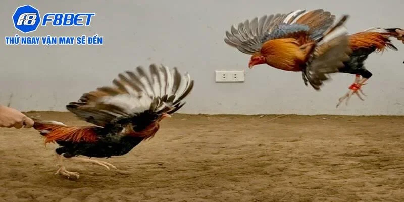 Đá gà Thomo - Cá cược cực mê cùng những chiến kê khủng Đá gà Thomo - Cá cược cực mê cùng những chiến kê khủng