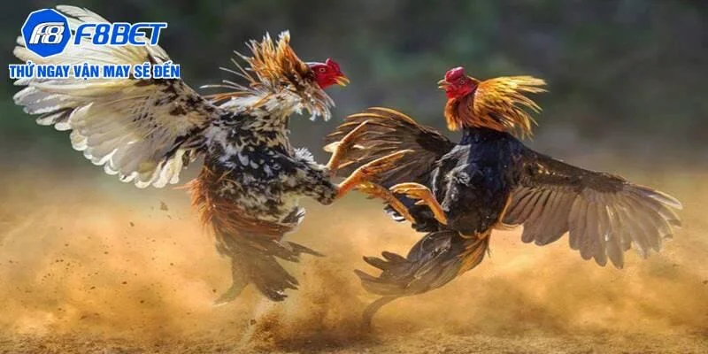 Vì sao đá gà Thomo thu hút nhiều cược thủ? Vì sao đá gà Thomo thu hút nhiều cược thủ?