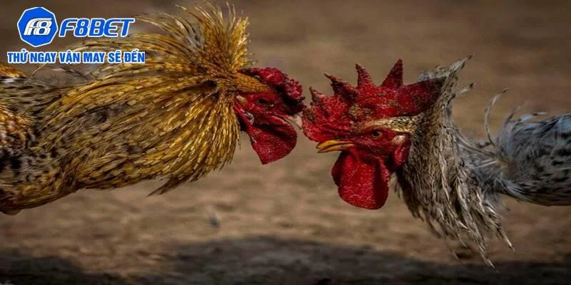 Thời gian cá cược đá gà linh hoạt Thời gian cá cược đá gà linh hoạt