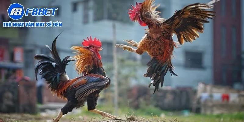 Cá cược đá gà đem lại cơ hội học hỏi kinh nghiệm Cá cược đá gà đem lại cơ hội học hỏi kinh nghiệm