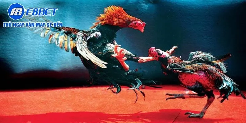 Một số kinh nghiệm đặt cược đá gà Thomo Một số kinh nghiệm đặt cược đá gà Thomo