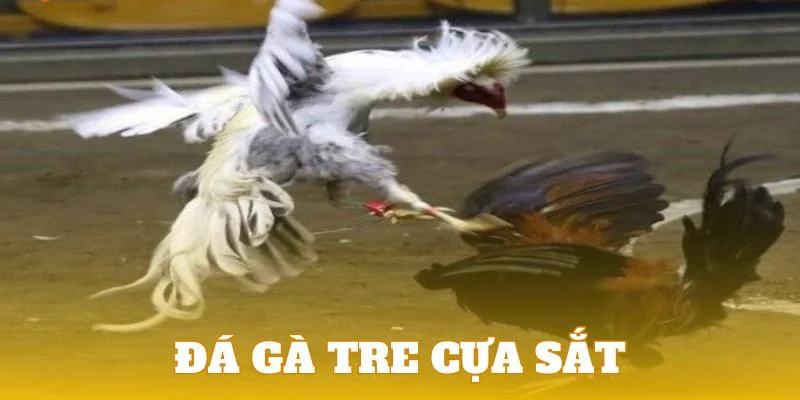 Chiêm ngưỡng màn tranh tài chiến kê tre đá cựa sắt Chiêm ngưỡng màn tranh tài chiến kê tre đá cựa sắt