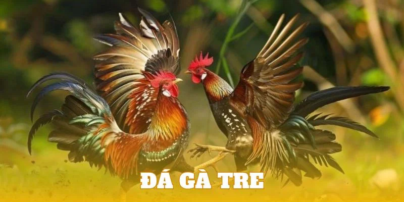 đá gà tre