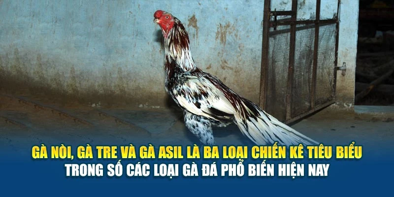 Gà nòi, gà tre và gà Asil là ba loại chiến kê tiêu biểu trong số các loại gà đá phổ biến hiện nay Gà nòi, gà tre và gà Asil là ba loại chiến kê tiêu biểu trong số các loại gà đá phổ biến hiện nay