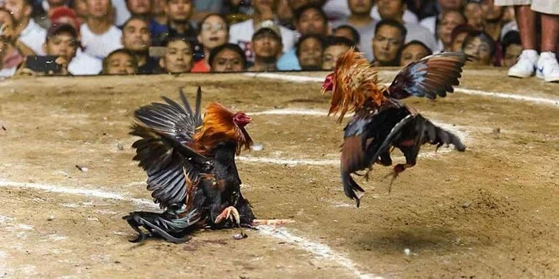 Cẩm nang chơi cá cược đá cựa dao hay từ cao thủ Cẩm nang chơi cá cược đá cựa dao hay từ cao thủ