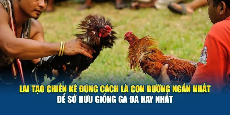 Lai tạo chiến kê đúng cách là con đường ngắn nhất để sở hữu giống gà đá hay nhất Lai tạo chiến kê đúng cách là con đường ngắn nhất để sở hữu giống gà đá hay nhất
