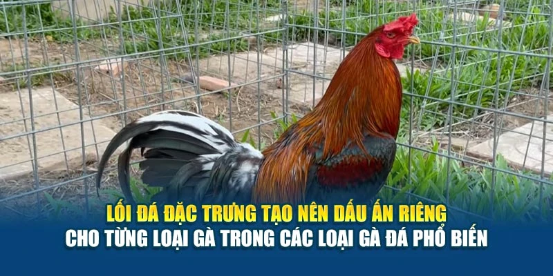Lối đá đặc trưng tạo nên dấu ấn riêng cho từng loại gà trong các loại gà đá phổ biến Lối đá đặc trưng tạo nên dấu ấn riêng cho từng loại gà trong các loại gà đá phổ biến