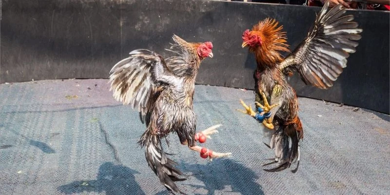 Luật chơi đá gà cựa dao cơ bản chi tiết Luật chơi đá gà cựa dao cơ bản chi tiết