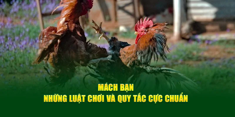 Mách bạn những luật chơi và quy tắc cực chuẩn Mách bạn những luật chơi và quy tắc cực chuẩn