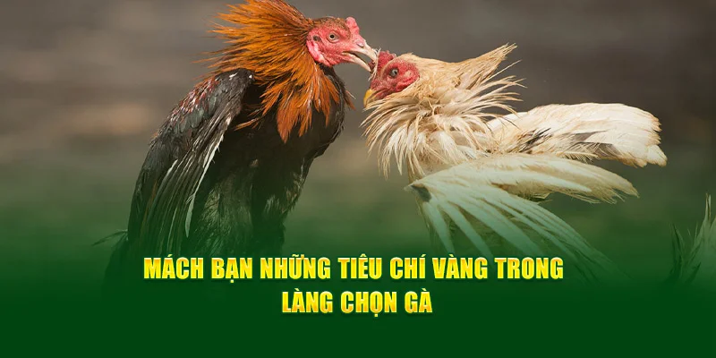 Mách bạn những tiêu chí vàng trong làng chọn gà Mách bạn những tiêu chí vàng trong làng chọn gà