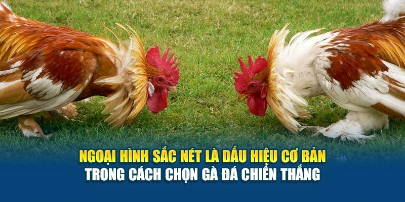 Ngoại hình sắc nét là dấu hiệu cơ bản trong cách chọn gà đá chiến thắng Ngoại hình sắc nét là dấu hiệu cơ bản trong cách chọn gà đá chiến thắng