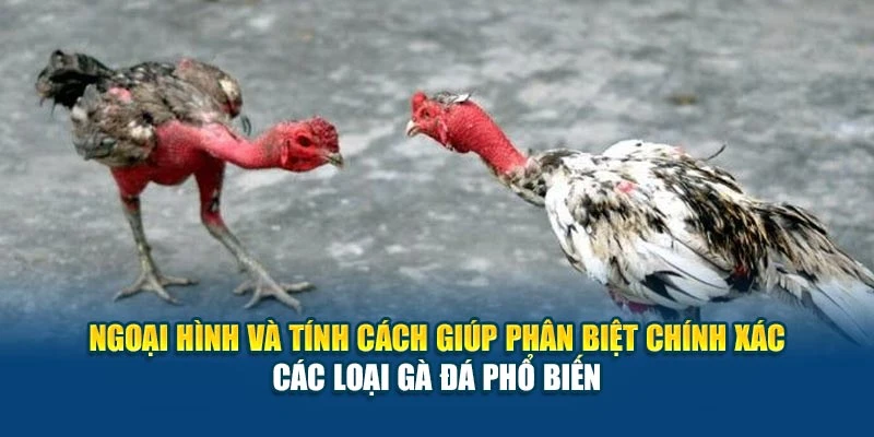 Ngoại hình và tính cách giúp phân biệt chính xác các loại gà đá phổ biến Ngoại hình và tính cách giúp phân biệt chính xác các loại gà đá phổ biến