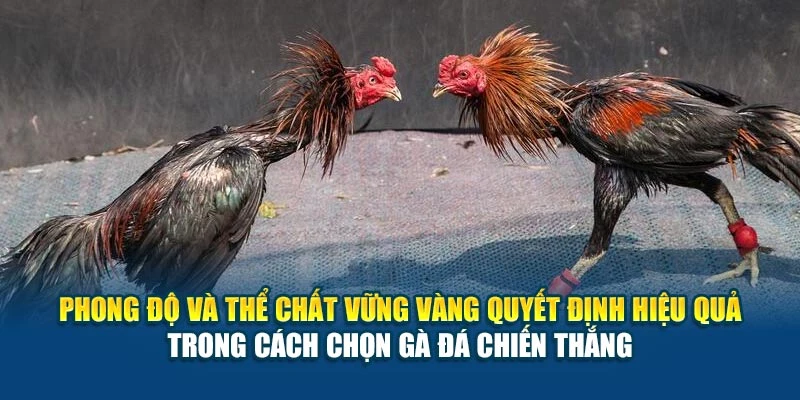 Phong độ và thể chất vững vàng quyết định hiệu quả trong cách chọn gà đá chiến thắng Phong độ và thể chất vững vàng quyết định hiệu quả trong cách chọn gà đá chiến thắng