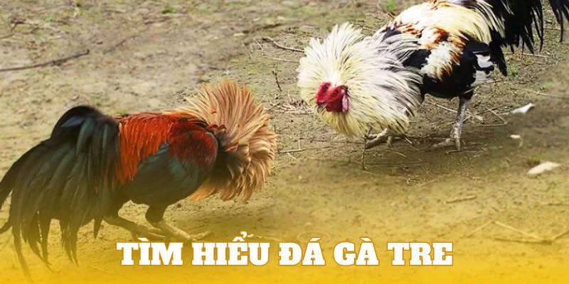 Tìm hiểu đôi nét về loại hình đá gà tre Tìm hiểu đôi nét về loại hình đá gà tre
