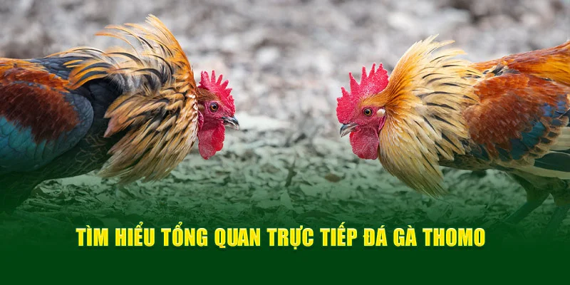 Tìm hiểu tổng quan trực tiếp đá gà Thomo Tìm hiểu tổng quan trực tiếp đá gà Thomo