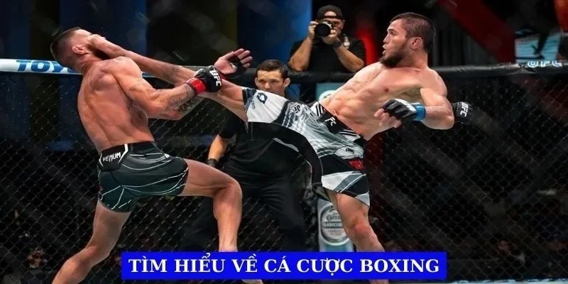 Hiểu rõ về cá cược boxing cơ bản Hiểu rõ về cá cược boxing cơ bản