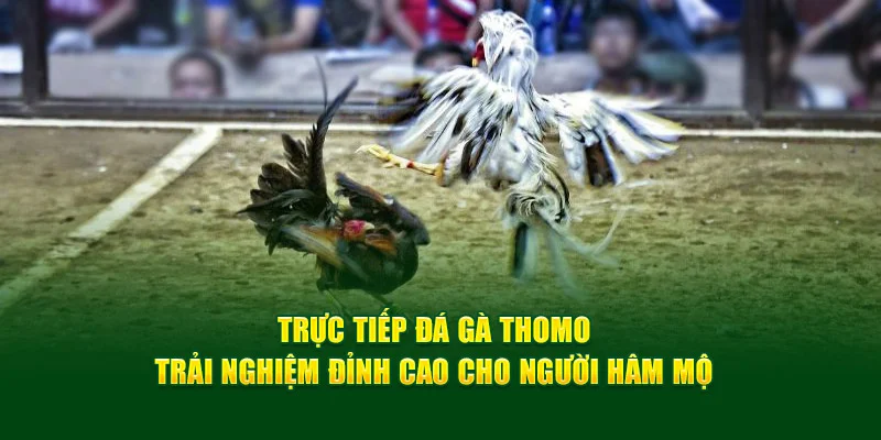 trực tiếp đá gà thomo